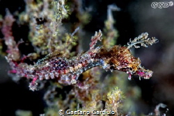 Juvenile Sydney pipe-horse fish shoot with the 105micro a... by Gaetano Gargiulo 